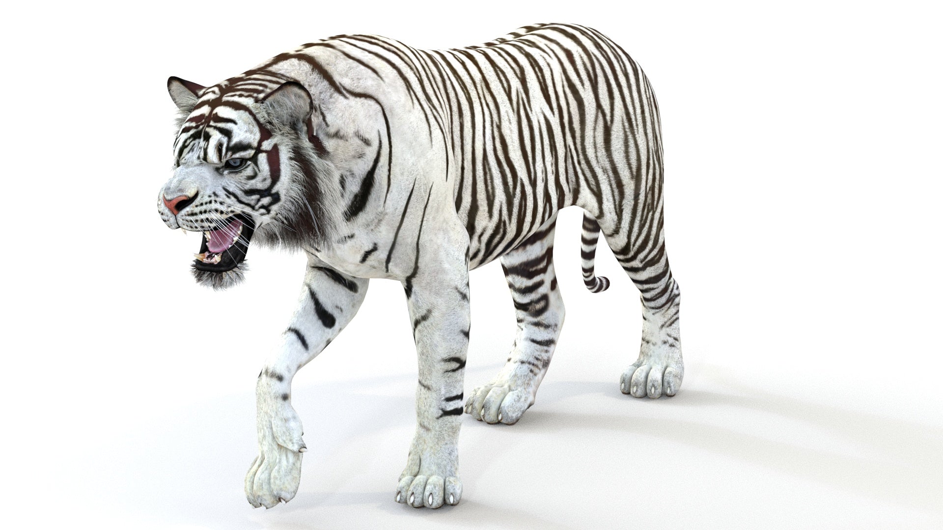 White Tiger 3D Model Animated