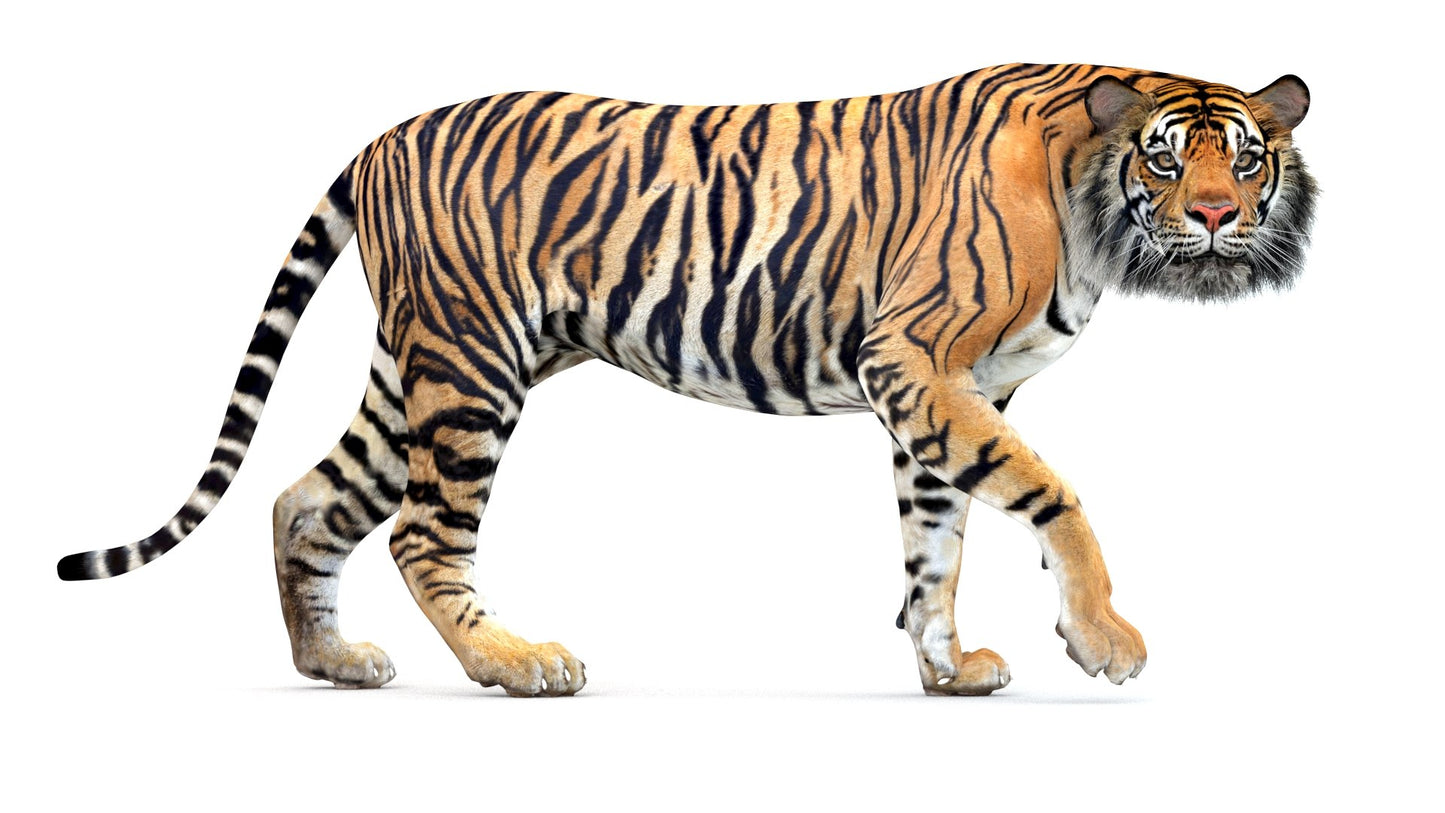 Big Cats Game-Ready 3D Model Bundle: Rigged and Animated