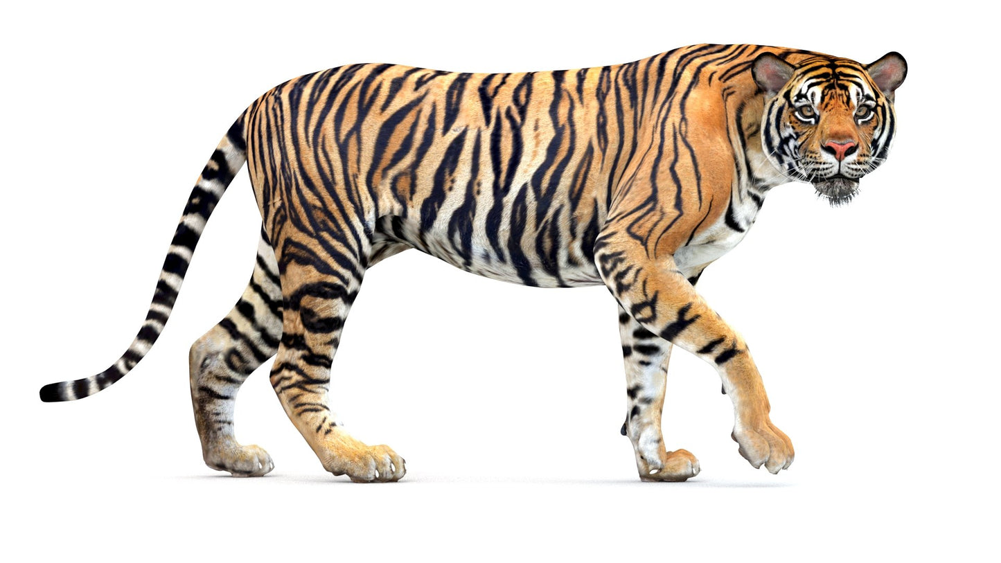 Big Cats Game-Ready 3D Model Bundle: Rigged and Animated