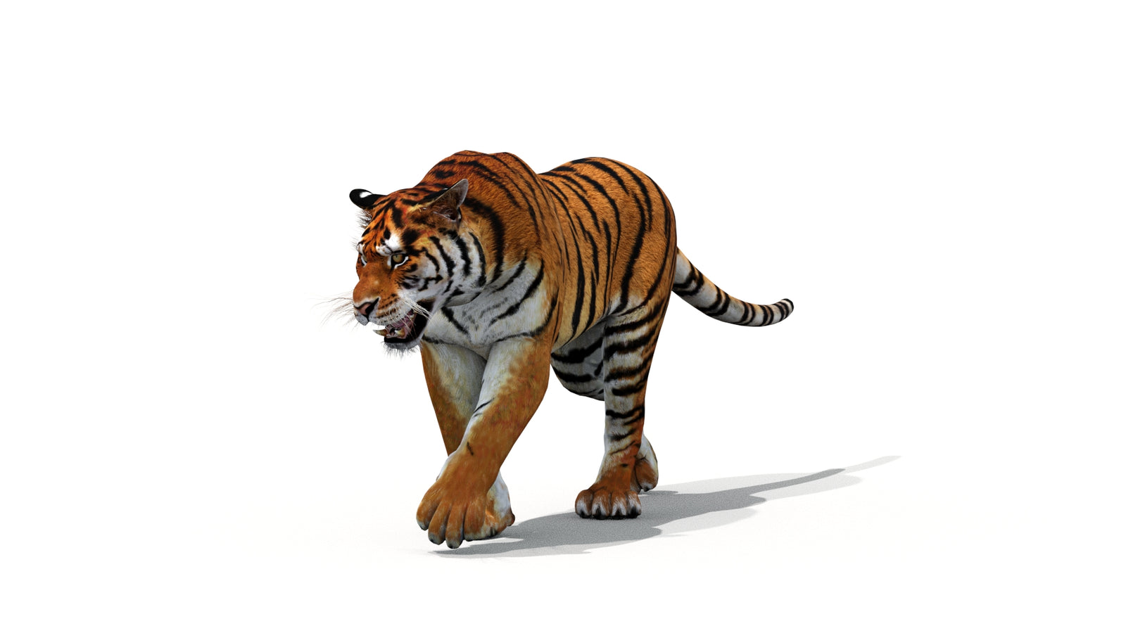 Tiger 3D Model Animated 360° view 1 frame 2