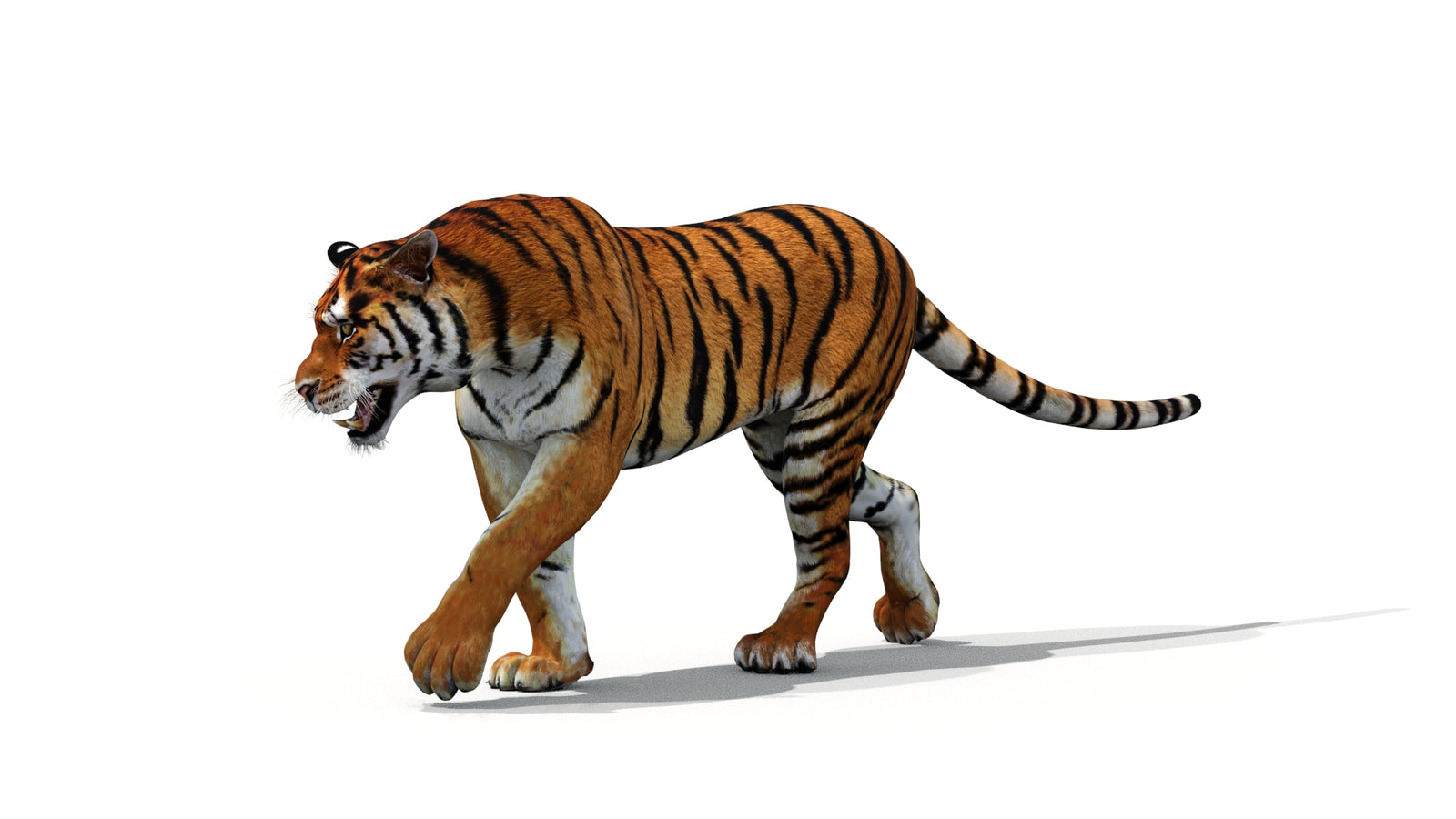 Tiger 3D Model Animated 360° view 1 frame 4