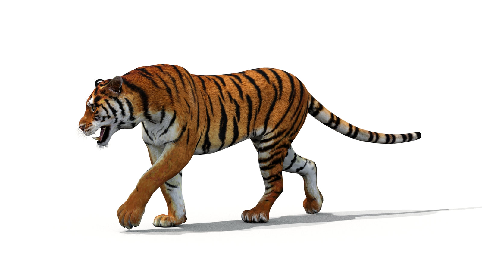 Tiger 3D Model Animated 360° view 1 frame 5