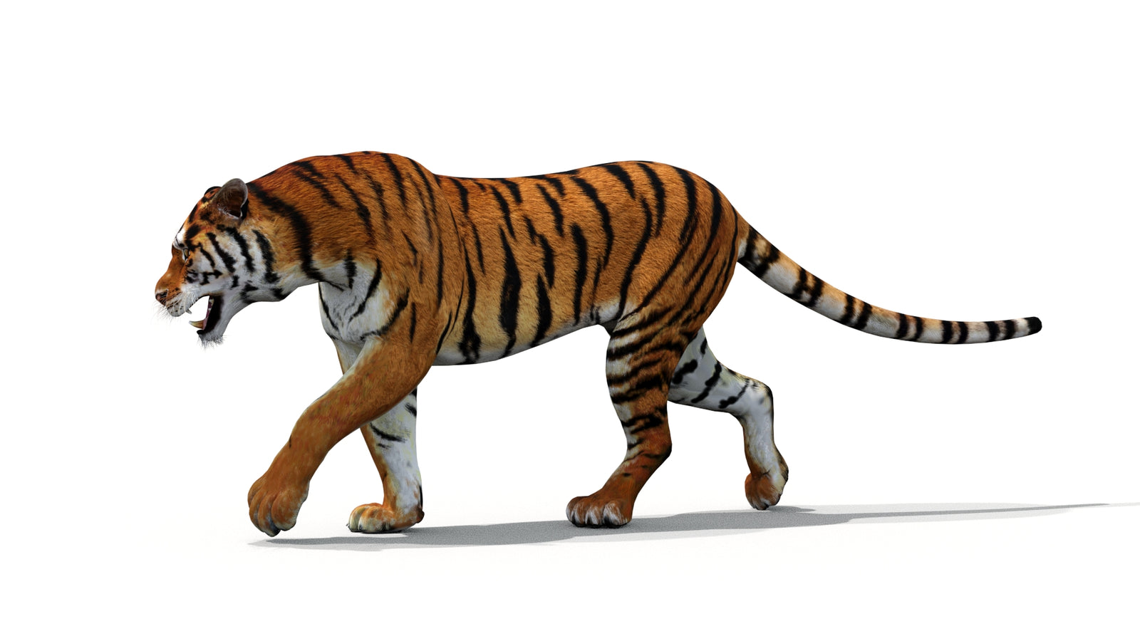 Tiger 3D Model Animated 360° view 1 frame 6