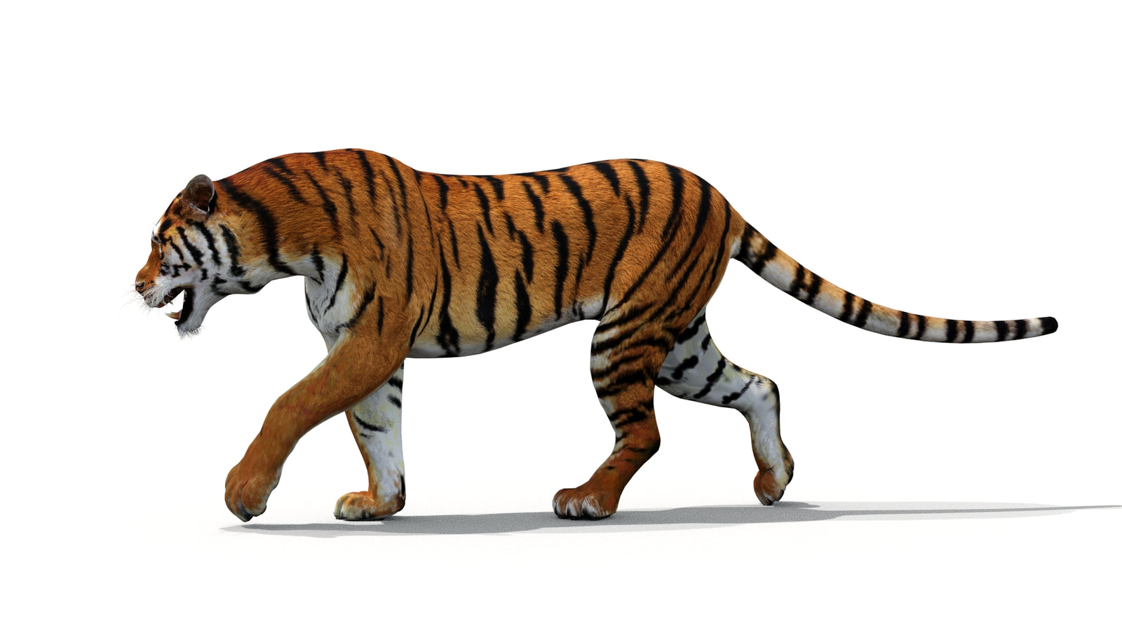 Tiger 3D Model Animated 360° view 1 frame 7