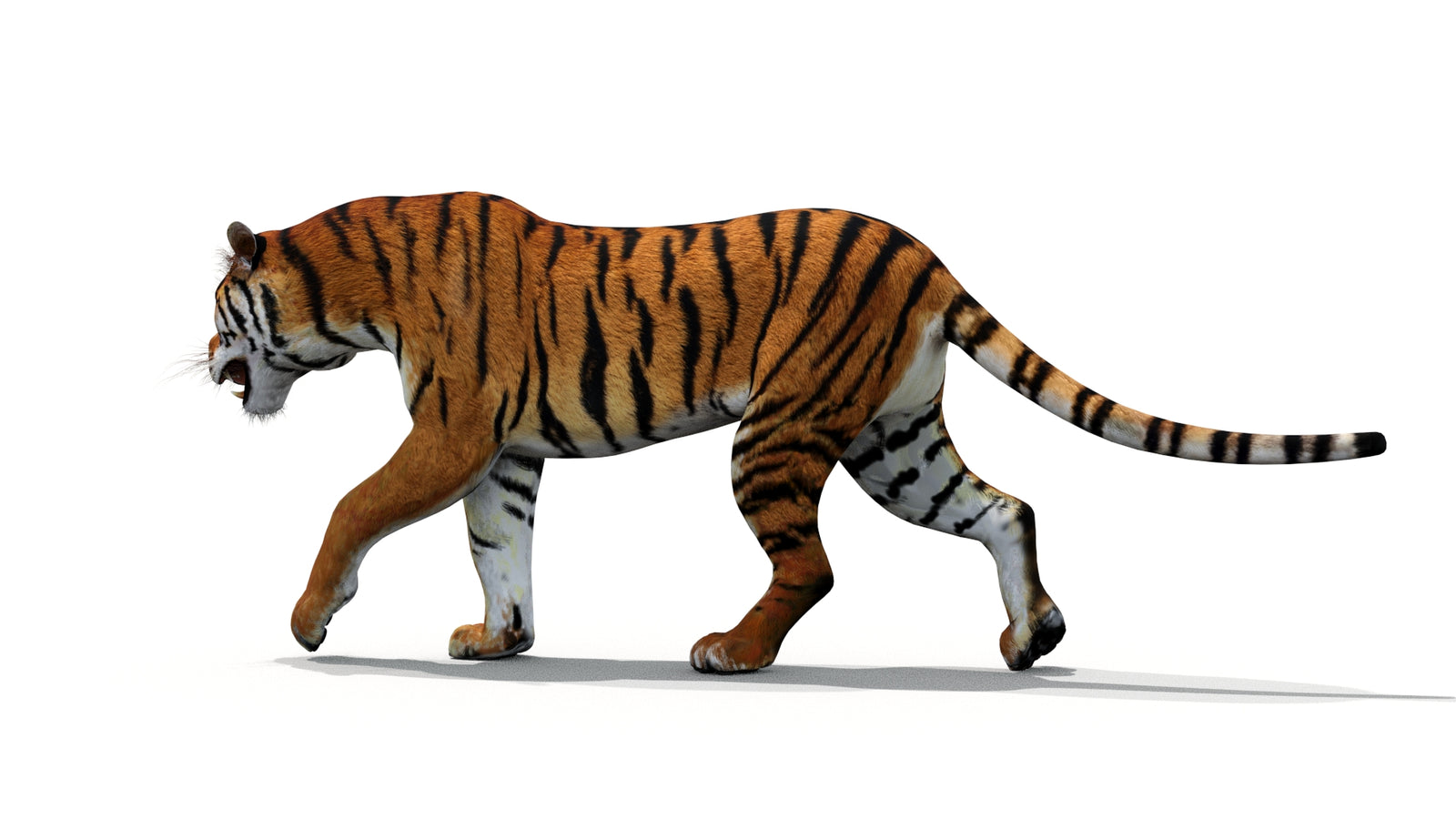 Tiger 3D Model Animated 360° view 1 frame 10