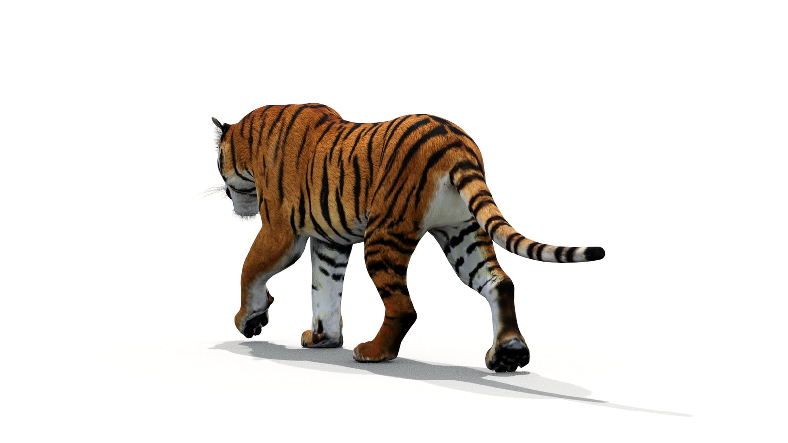 Tiger 3D Model Animated 360° view 1 frame 14