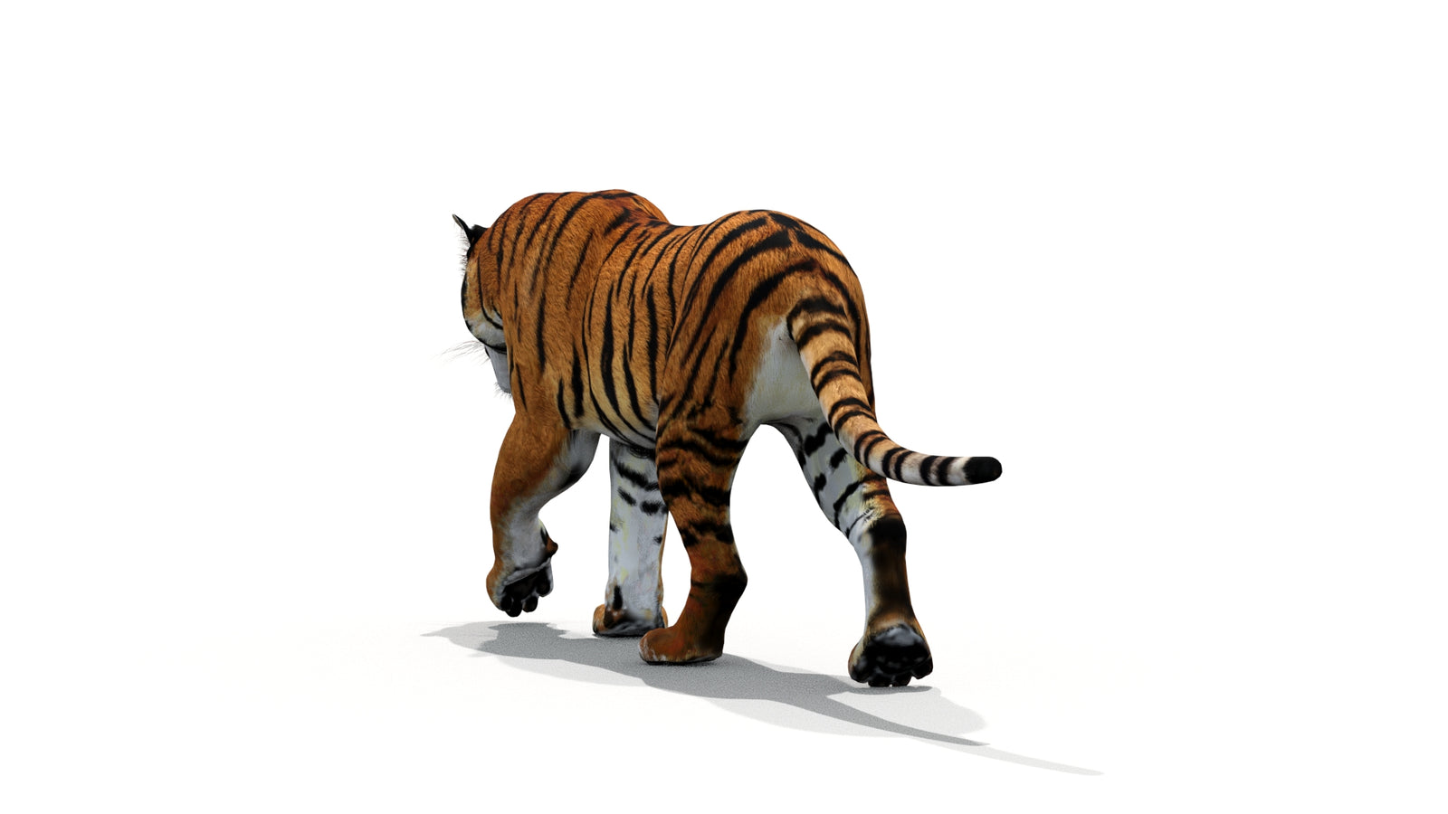 Tiger 3D Model Animated 360° view 1 frame 15