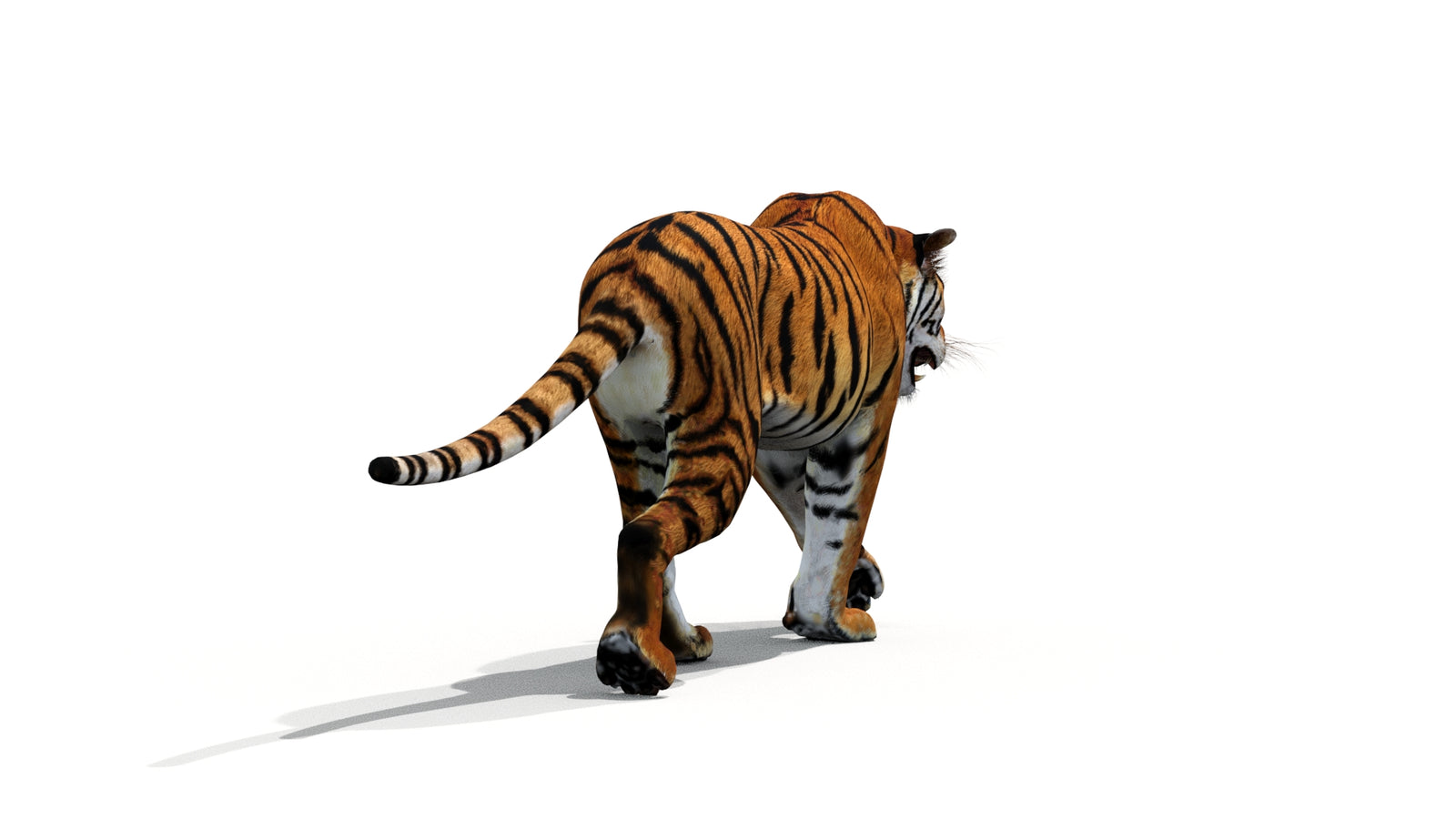 Tiger 3D Model Animated 360° view 1 frame 20