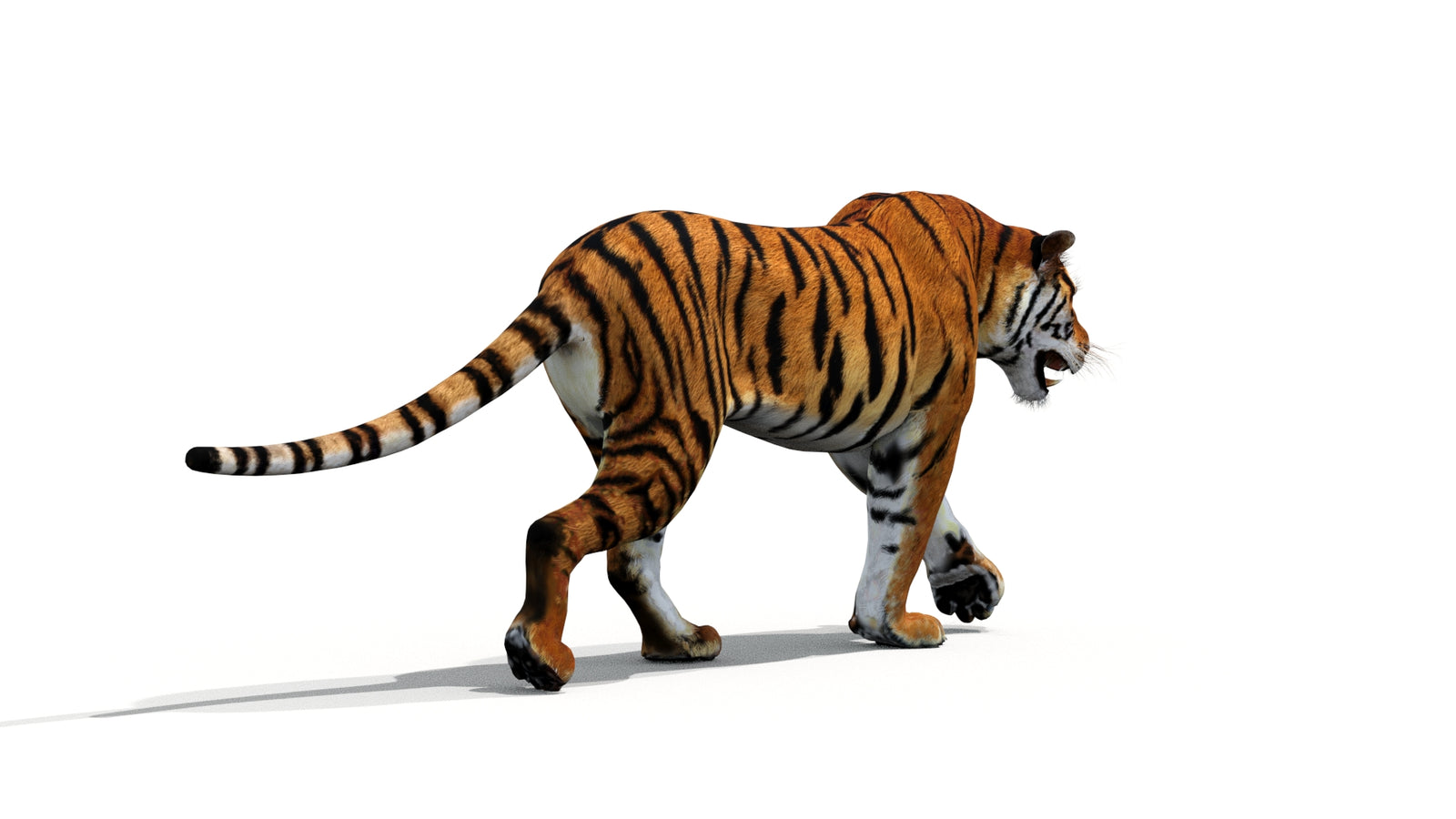 Tiger 3D Model Animated 360° view 1 frame 22