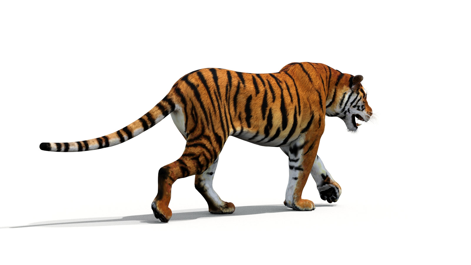 Tiger 3D Model Animated 360° view 1 frame 23