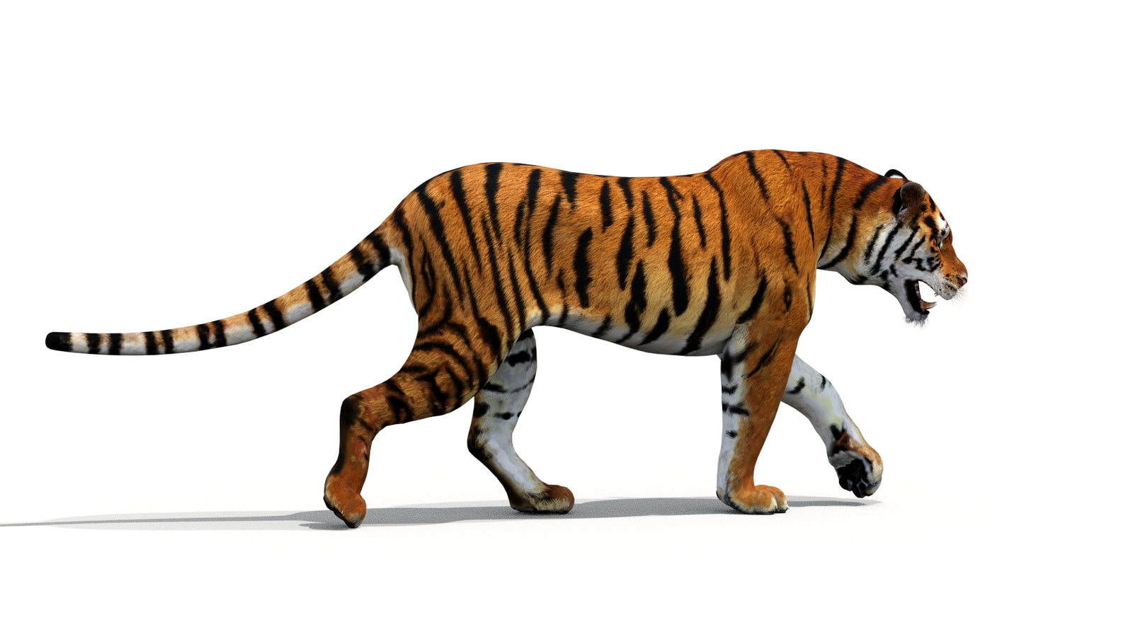 Tiger 3D Model Animated 360° view 1 frame 25
