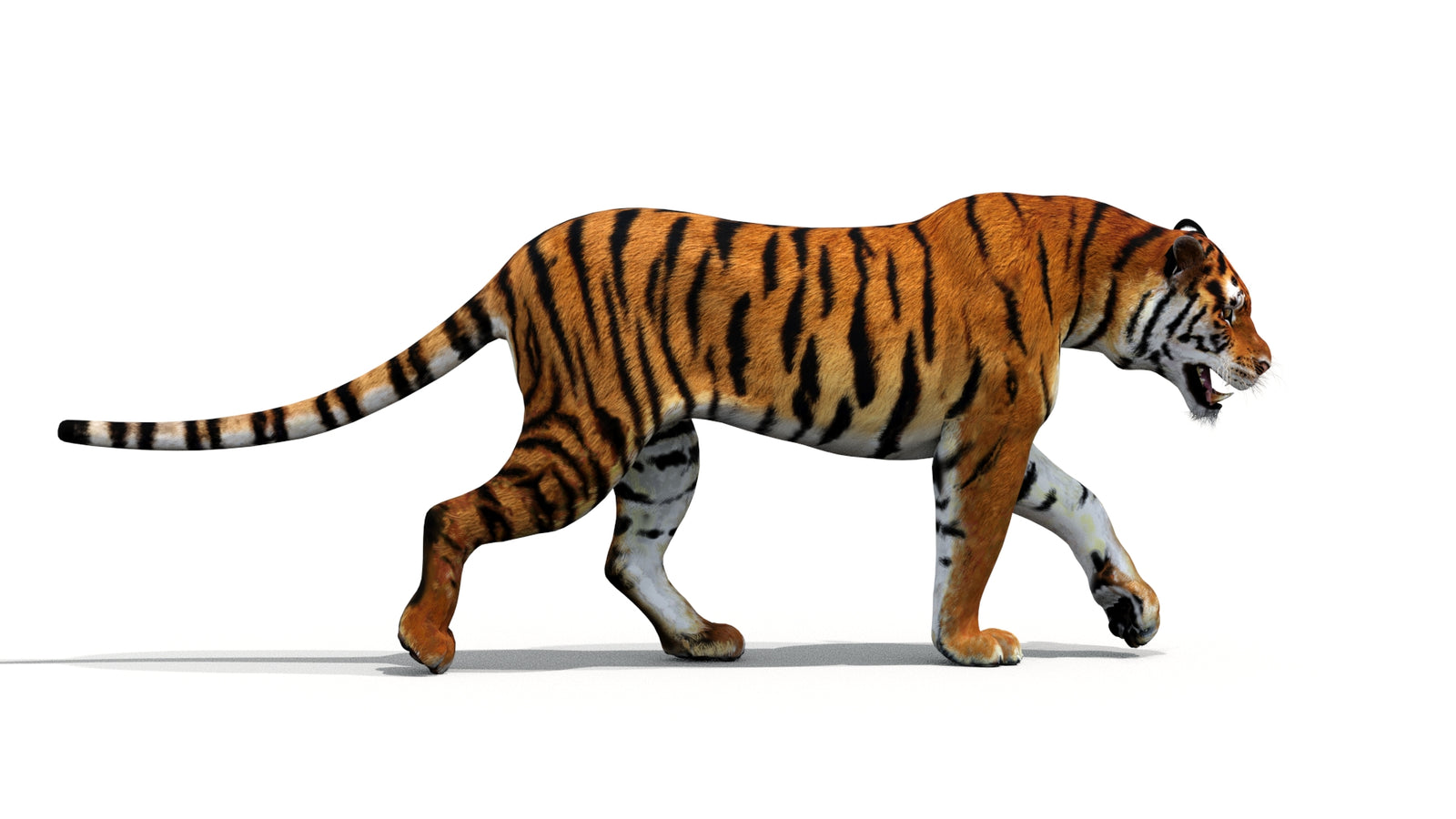 Tiger 3D Model Animated 360° view 1 frame 26