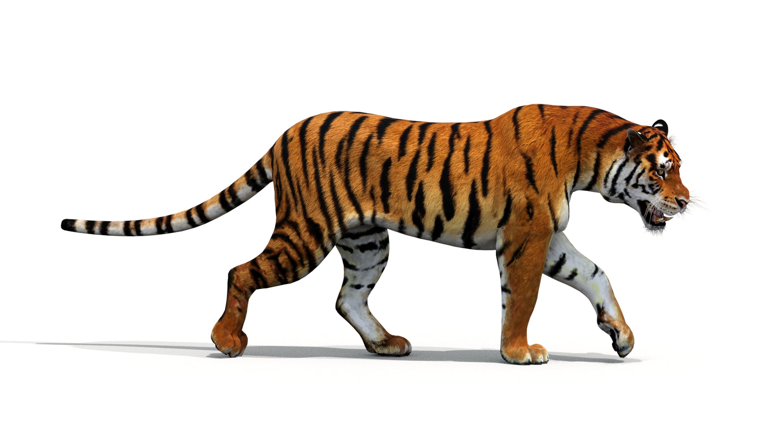 Tiger 3D Model Animated 360° view 1 frame 28