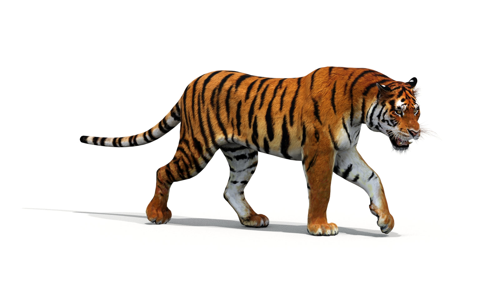 Tiger 3D Model Animated 360° view 1 frame 30