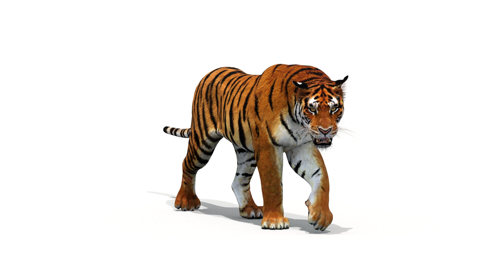 Tiger 3D Model Animated 360° view 1 frame 33