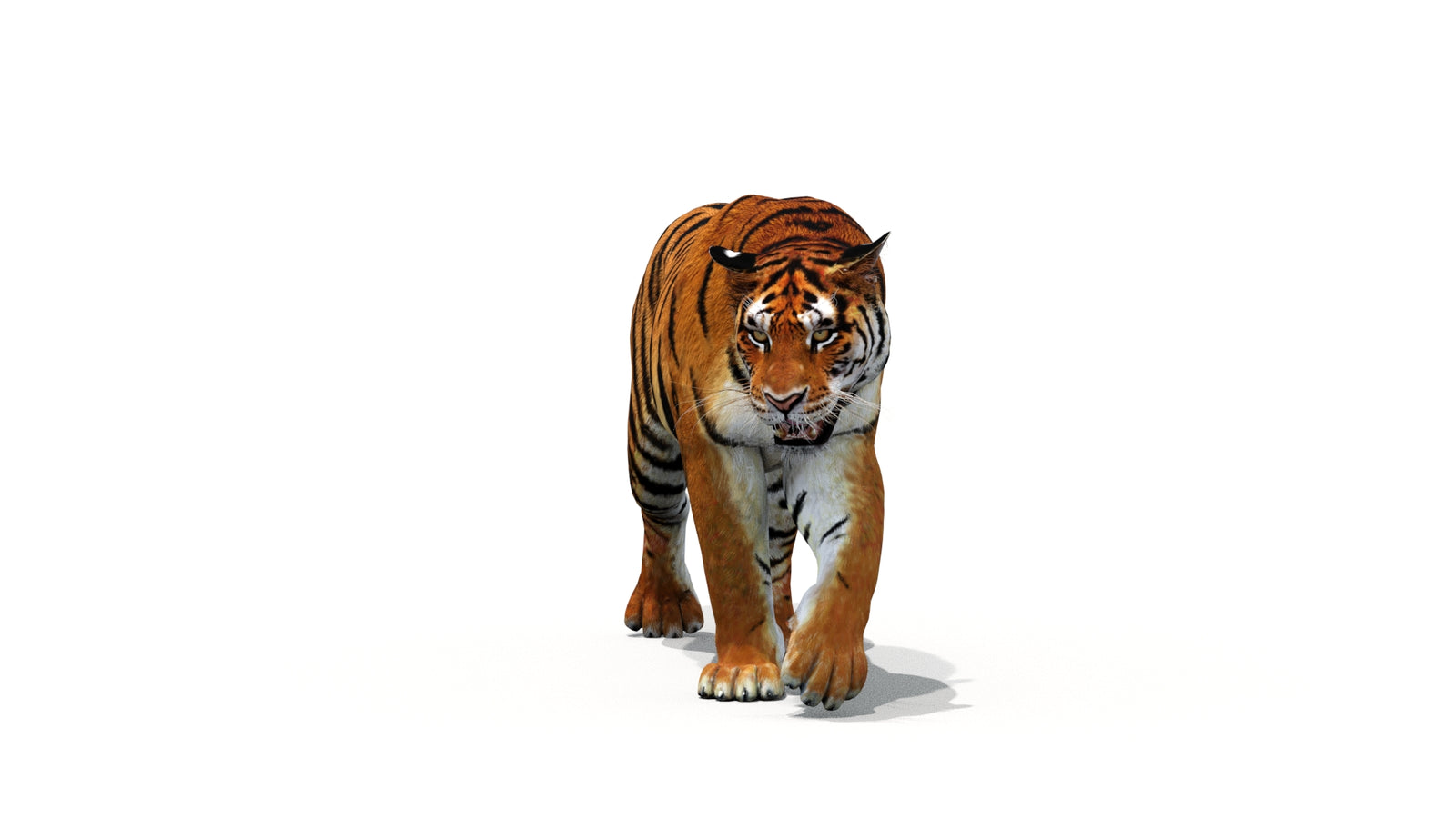 Tiger 3D Model Animated 360° view 1 frame 35