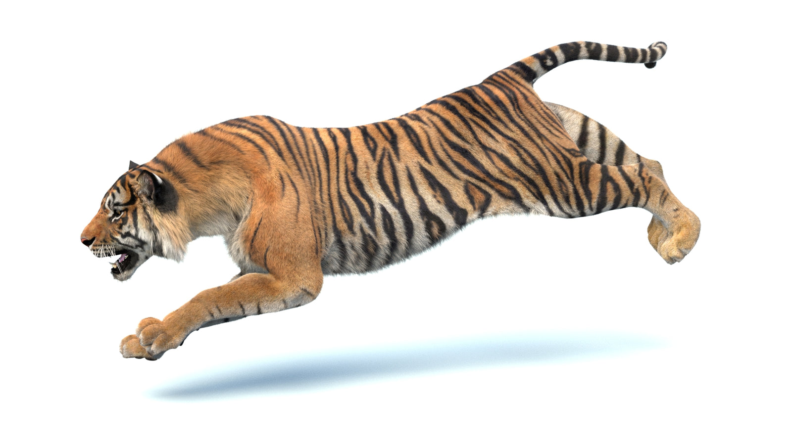 Animated Sumatran Tiger 3D Model Fur 360° view 4 frame 2
