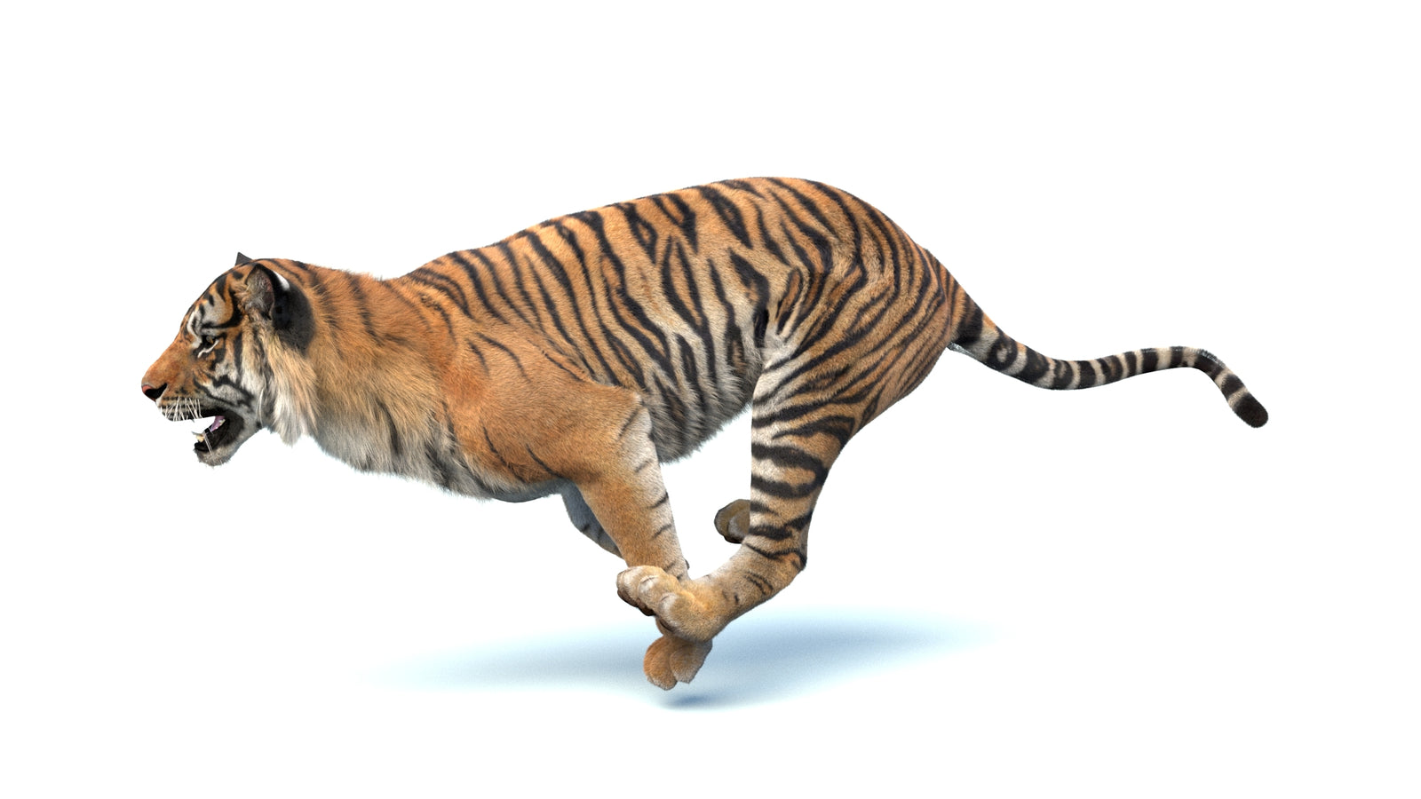 Animated Sumatran Tiger 3D Model Fur 360° view 4 frame 9