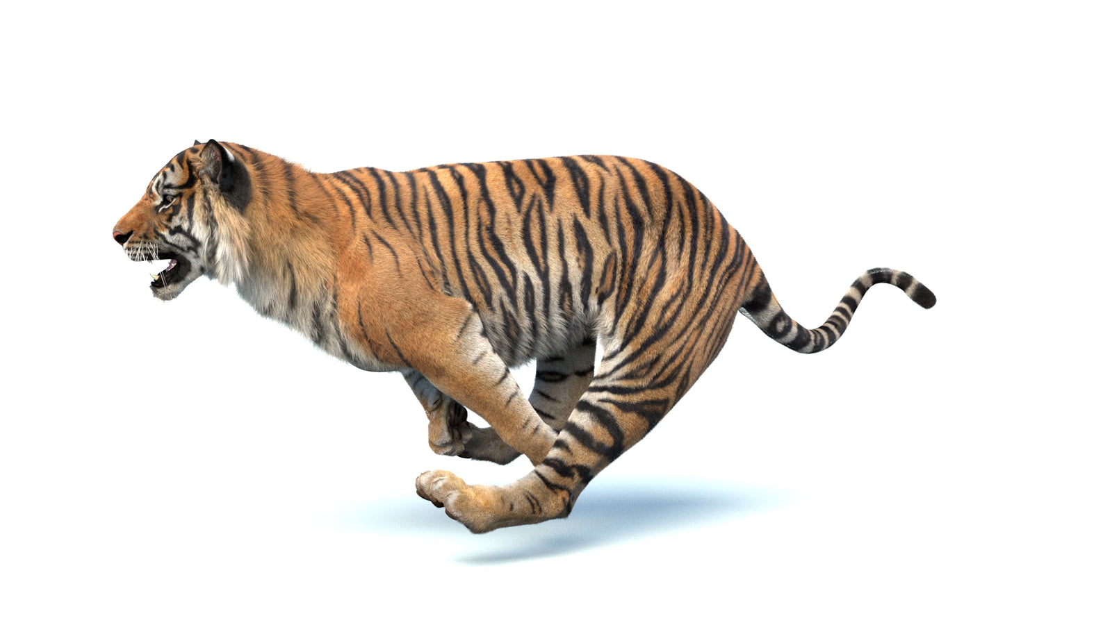 Animated Sumatran Tiger 3D Model Fur 360° view 4 frame 11