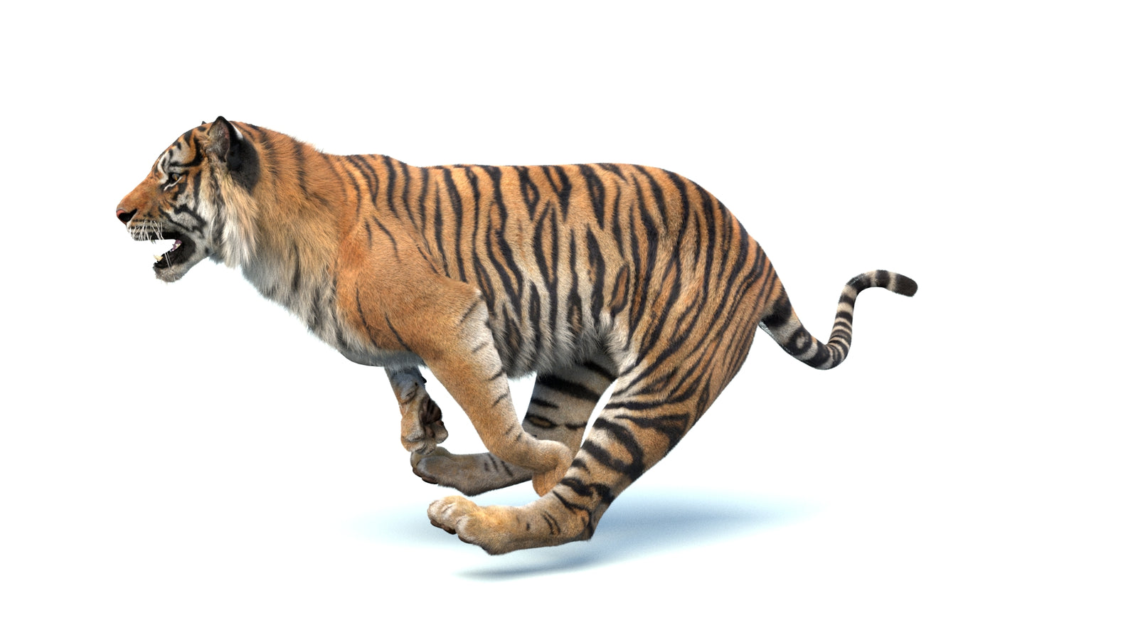 Animated Sumatran Tiger 3D Model Fur 360° view 4 frame 12