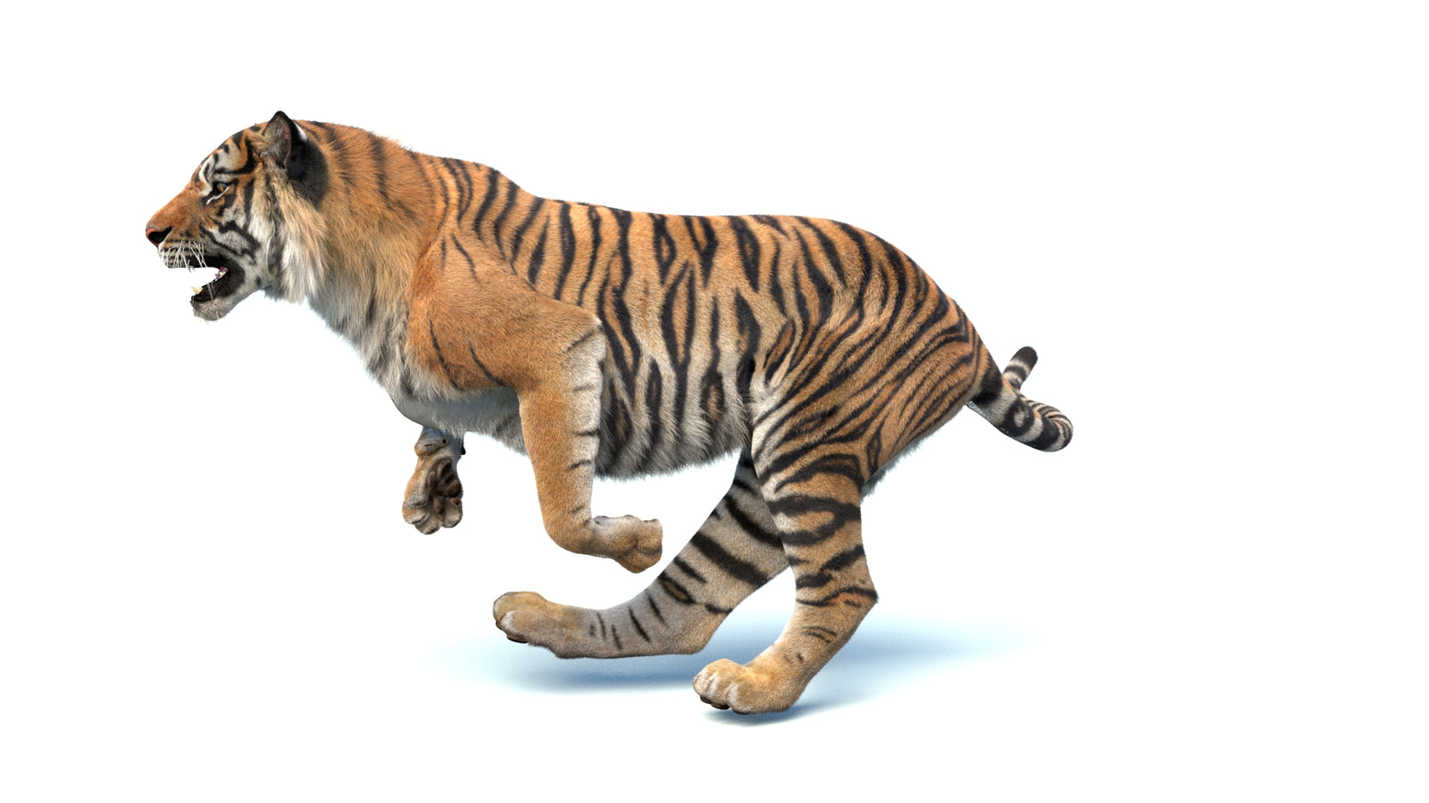Animated Sumatran Tiger 3D Model Fur 360° view 4 frame 14