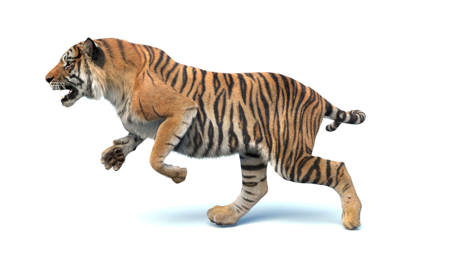 Animated Sumatran Tiger 3D Model Fur 360° view 4 frame 16