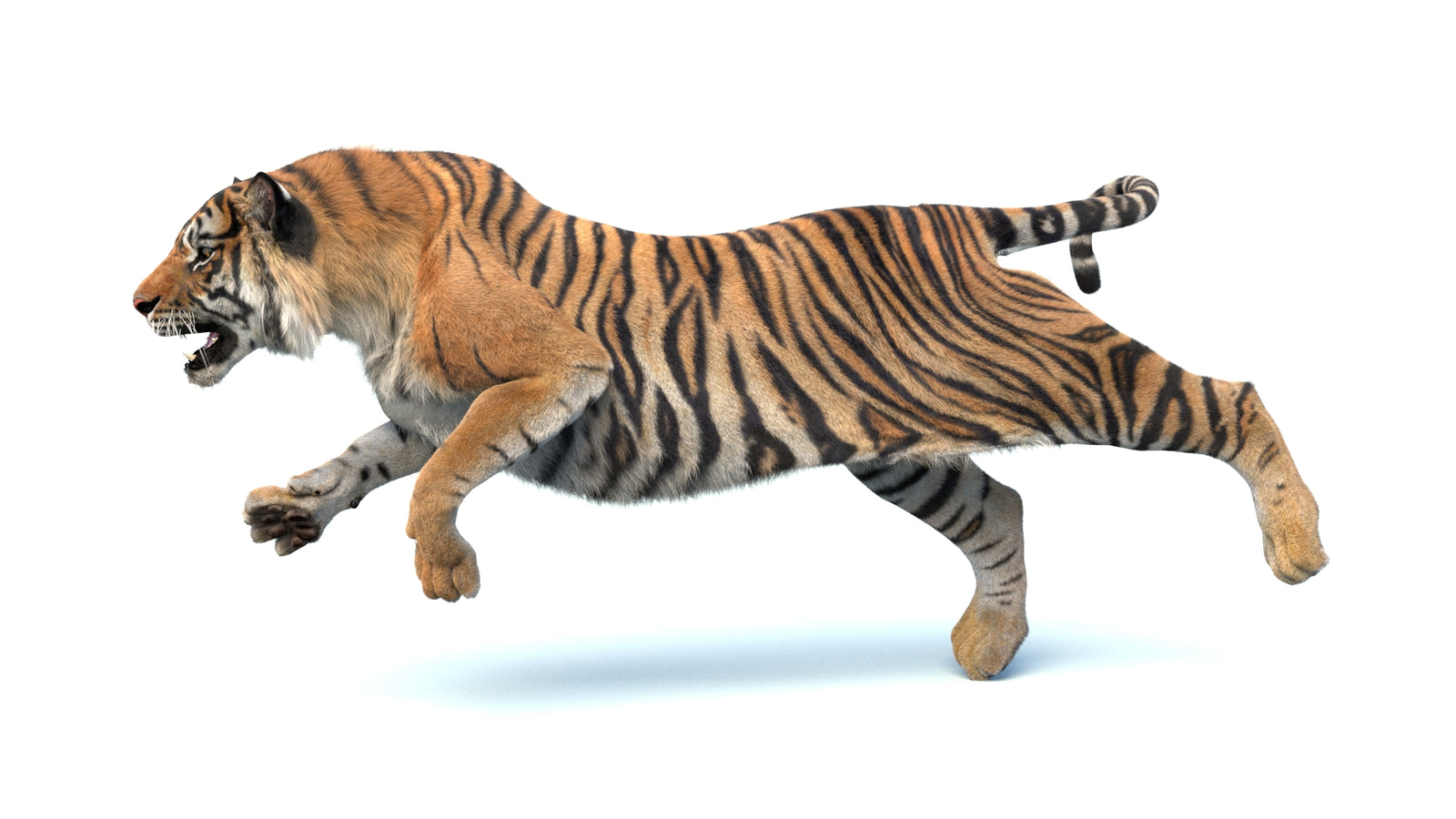 Animated Sumatran Tiger 3D Model Fur 360° view 4 frame 18