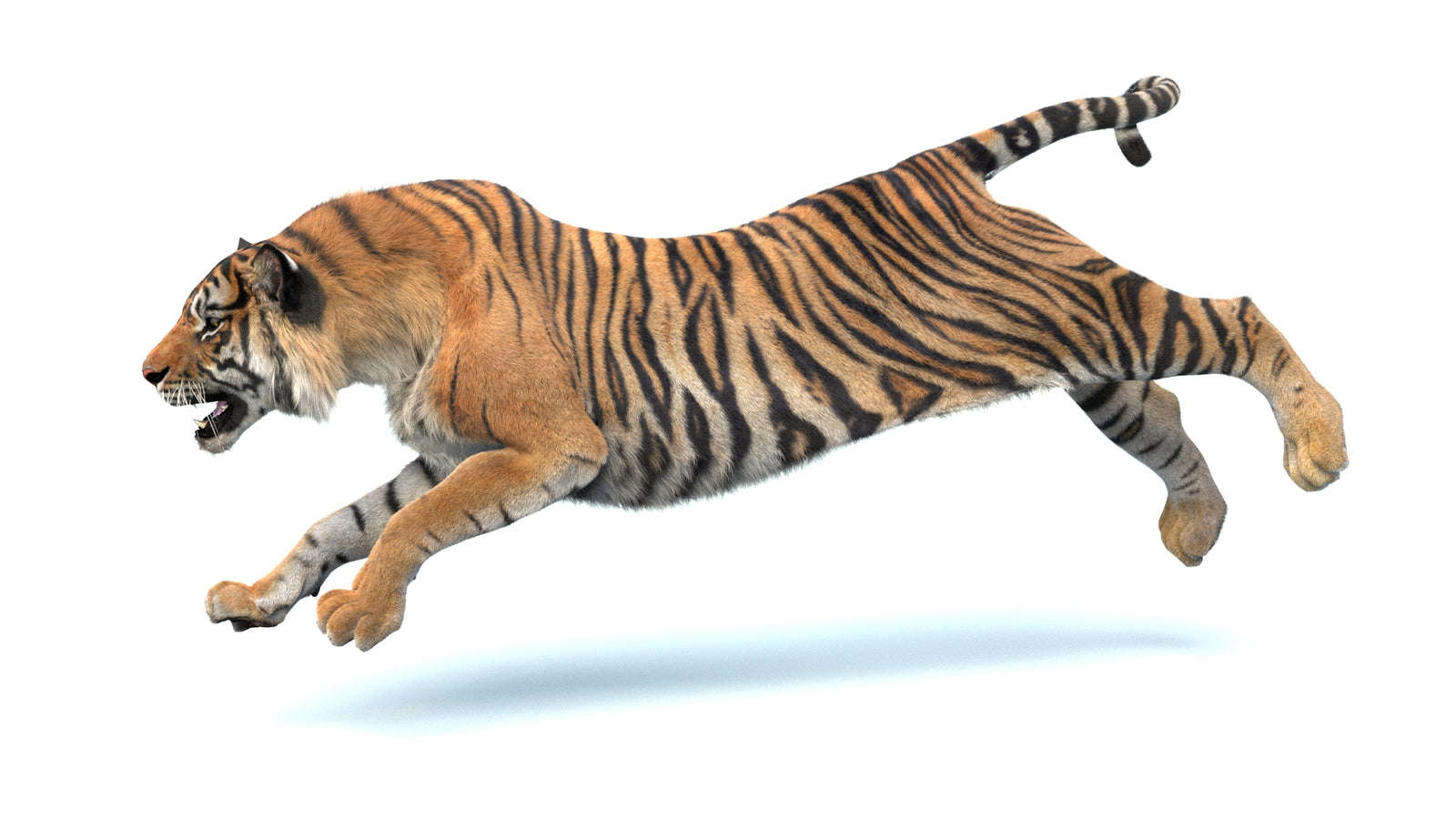 Animated Sumatran Tiger 3D Model Fur 360° view 4 frame 20