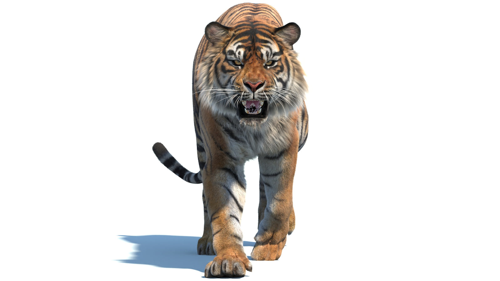 Animated Sumatran Tiger 3D Model Fur 360° view 2 frame 4