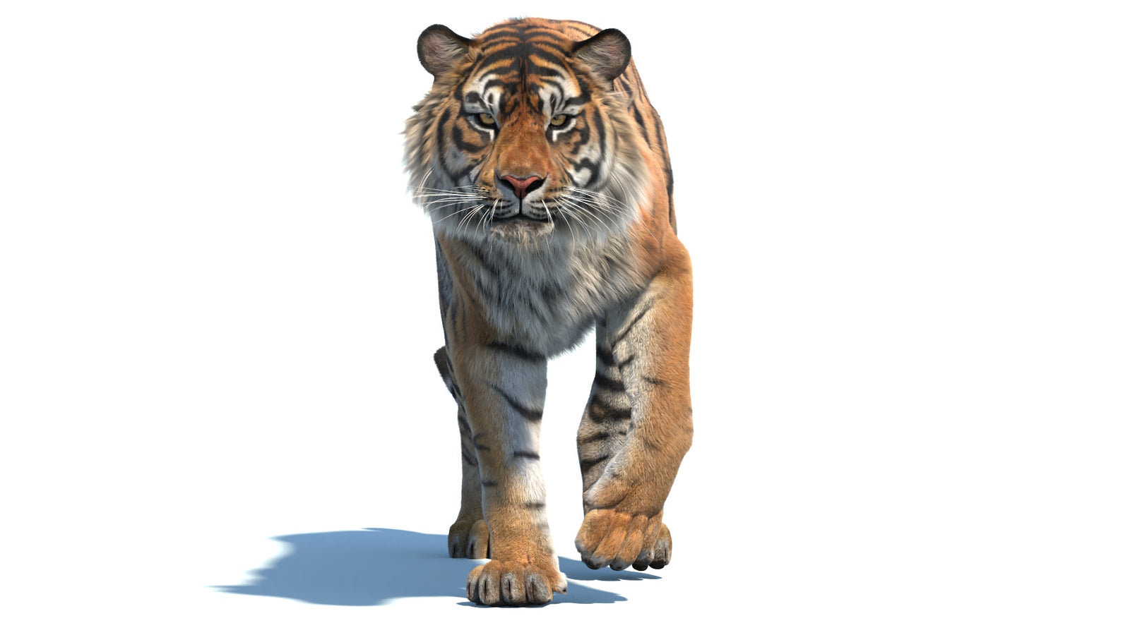 Animated Sumatran Tiger 3D Model Fur 360° view 2 frame 12