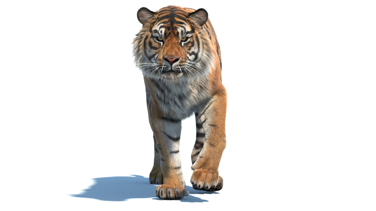 Animated Sumatran Tiger 3D Model Fur 360° view 2 frame 14