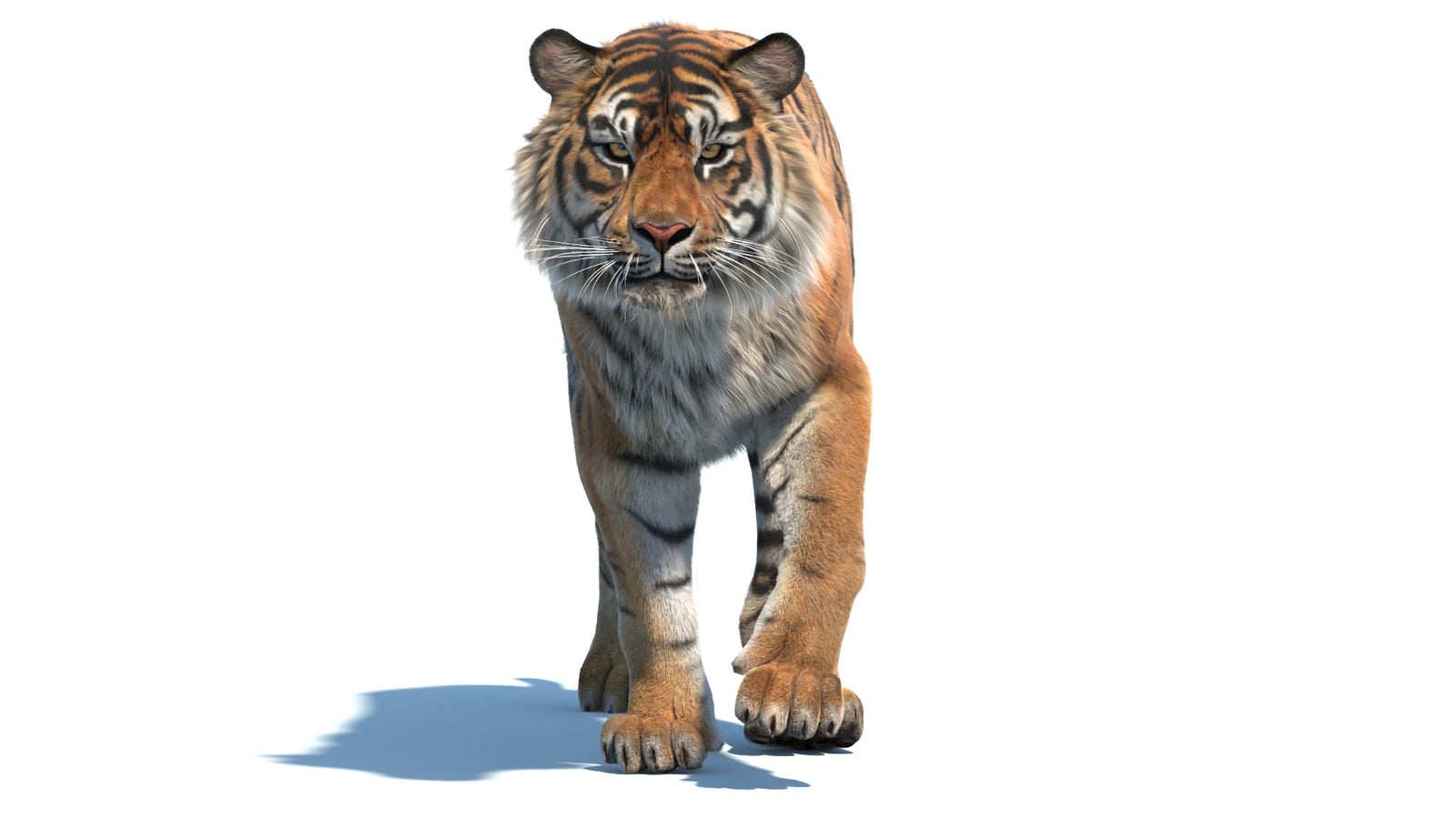 Animated Sumatran Tiger 3D Model Fur 360° view 2 frame 15