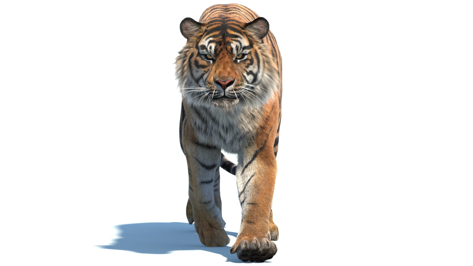 Animated Sumatran Tiger 3D Model Fur 360° view 2 frame 21