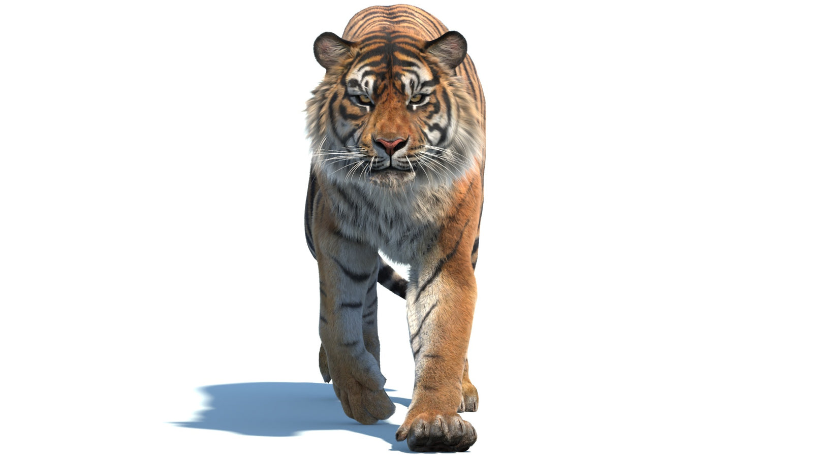 Animated Sumatran Tiger 3D Model Fur 360° view 2 frame 22