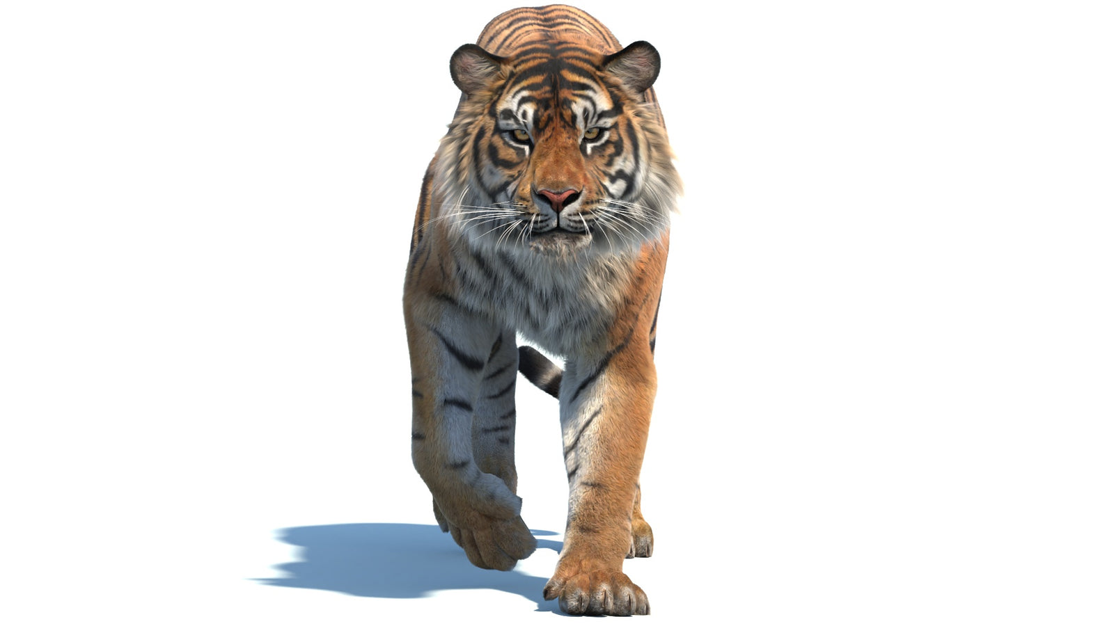 Animated Sumatran Tiger 3D Model Fur 360° view 2 frame 25