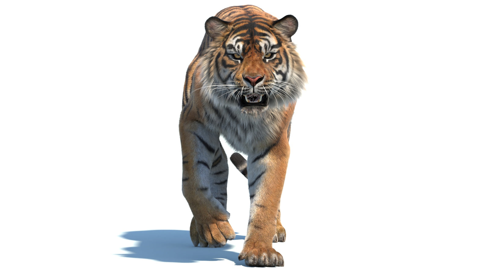 Animated Sumatran Tiger 3D Model Fur 360° view 2 frame 28