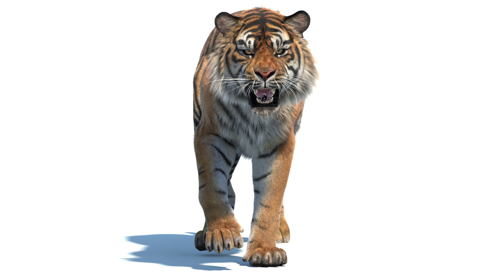 Animated Sumatran Tiger 3D Model Fur 360° view 2 frame 32