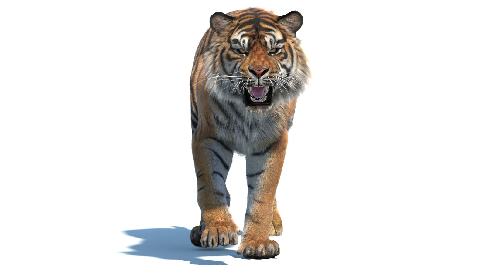 Animated Sumatran Tiger 3D Model Fur 360° view 2 frame 33