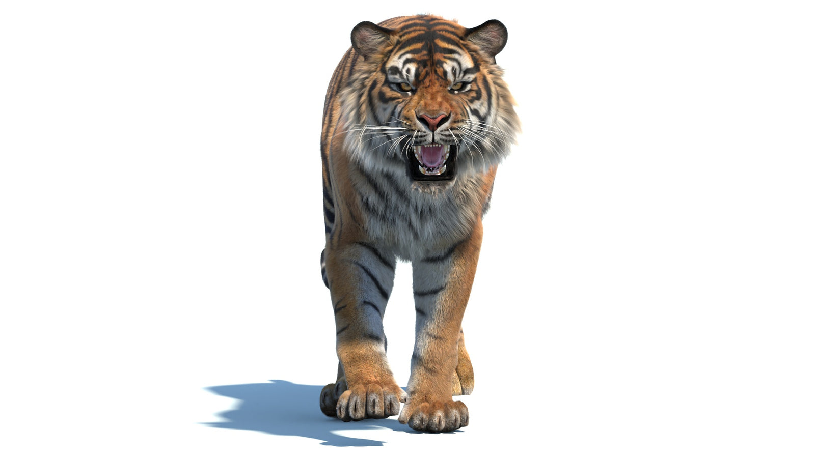 Animated Sumatran Tiger 3D Model Fur 360° view 2 frame 34