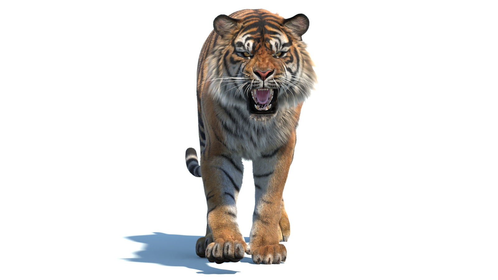 Animated Sumatran Tiger 3D Model Fur 360° view 2 frame 35
