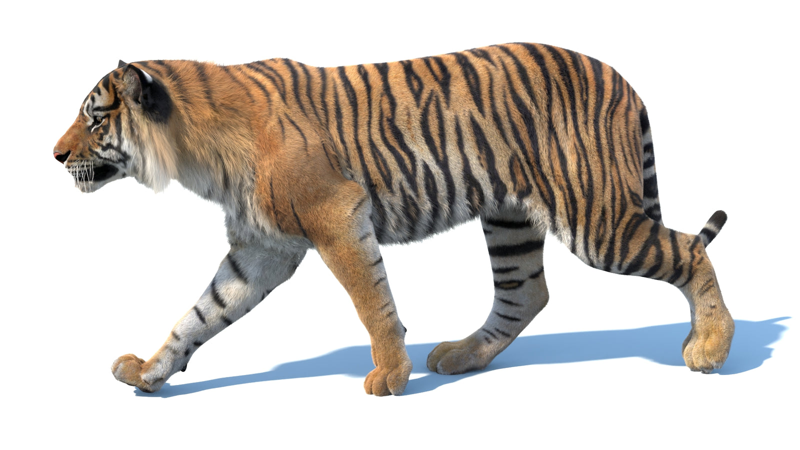 Animated Sumatran Tiger 3D Model Fur 360° view 3 frame 1