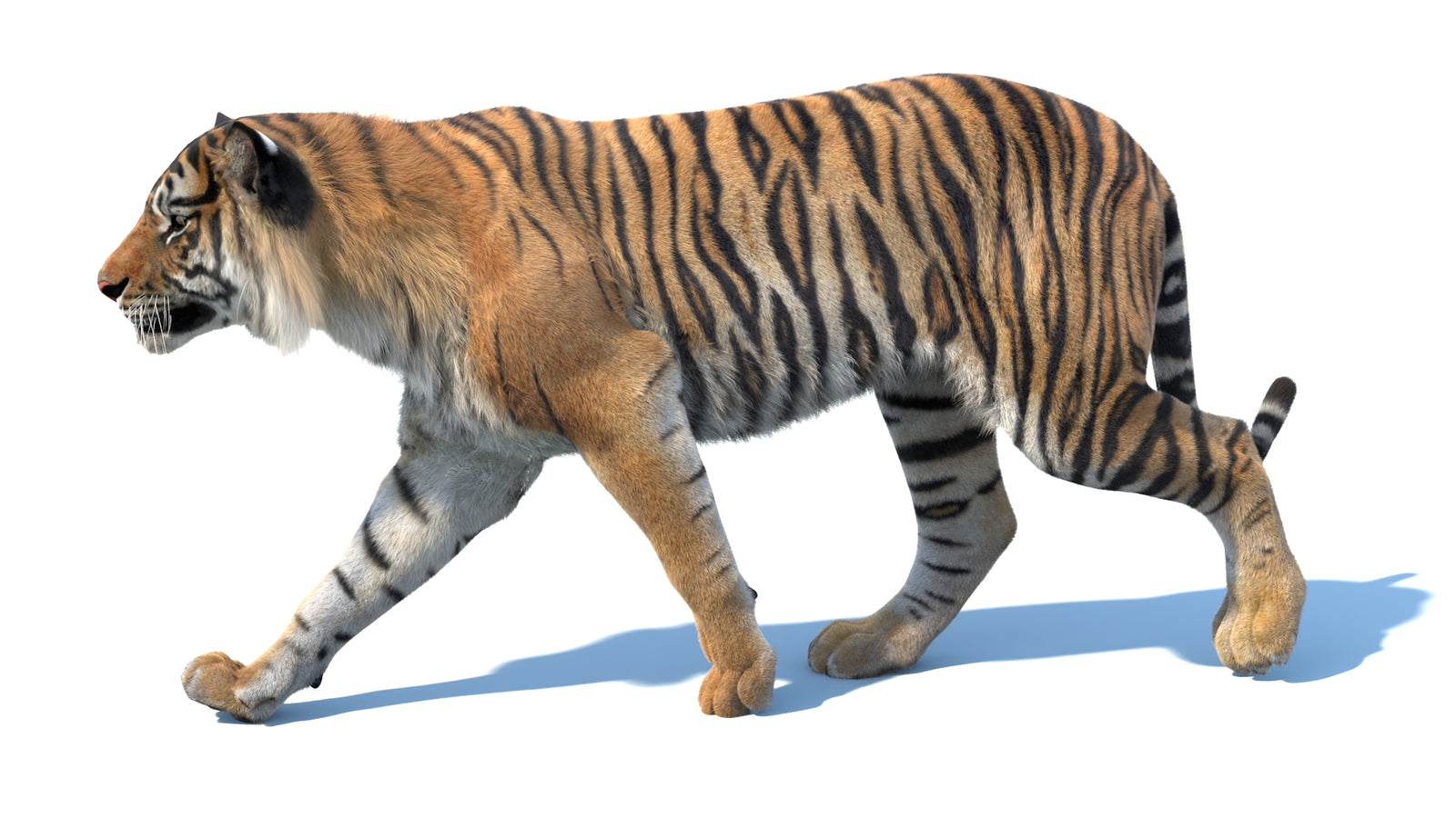 Animated Sumatran Tiger 3D Model Fur 360° view 3 frame 2