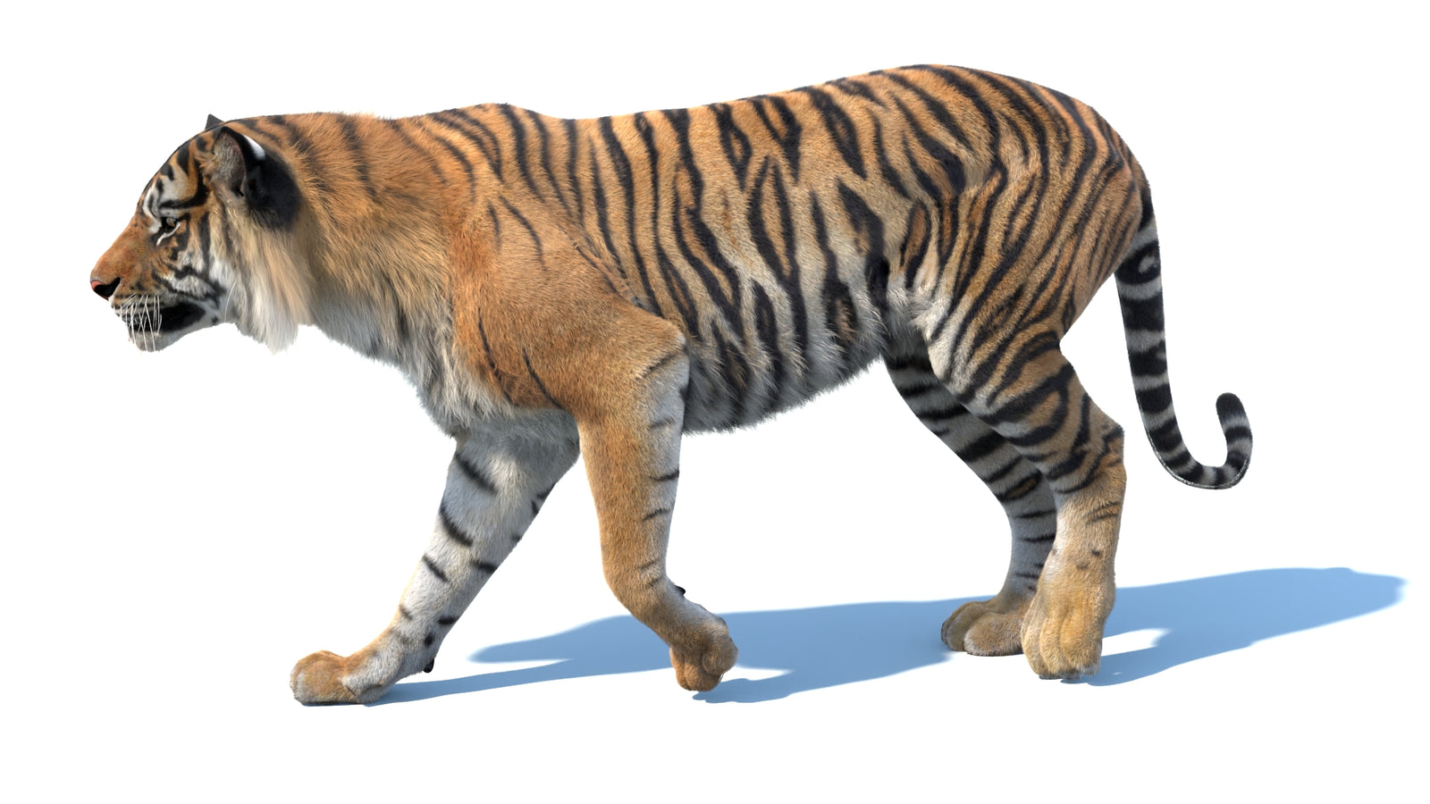 Animated Sumatran Tiger 3D Model Fur 360° view 3 frame 7
