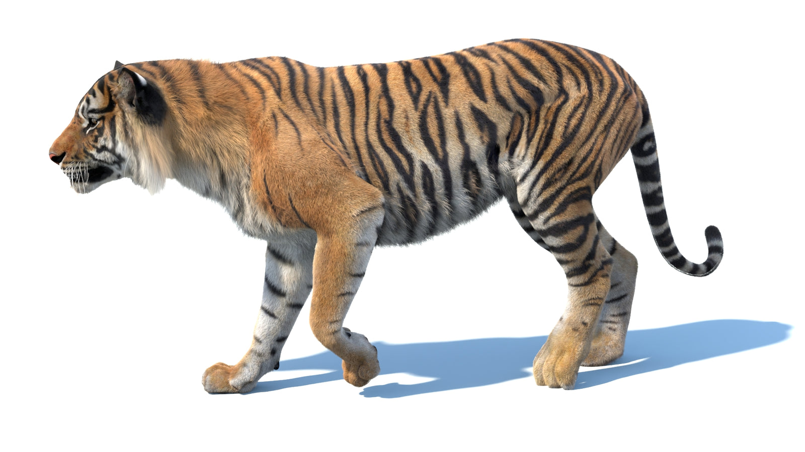 Animated Sumatran Tiger 3D Model Fur 360° view 3 frame 9