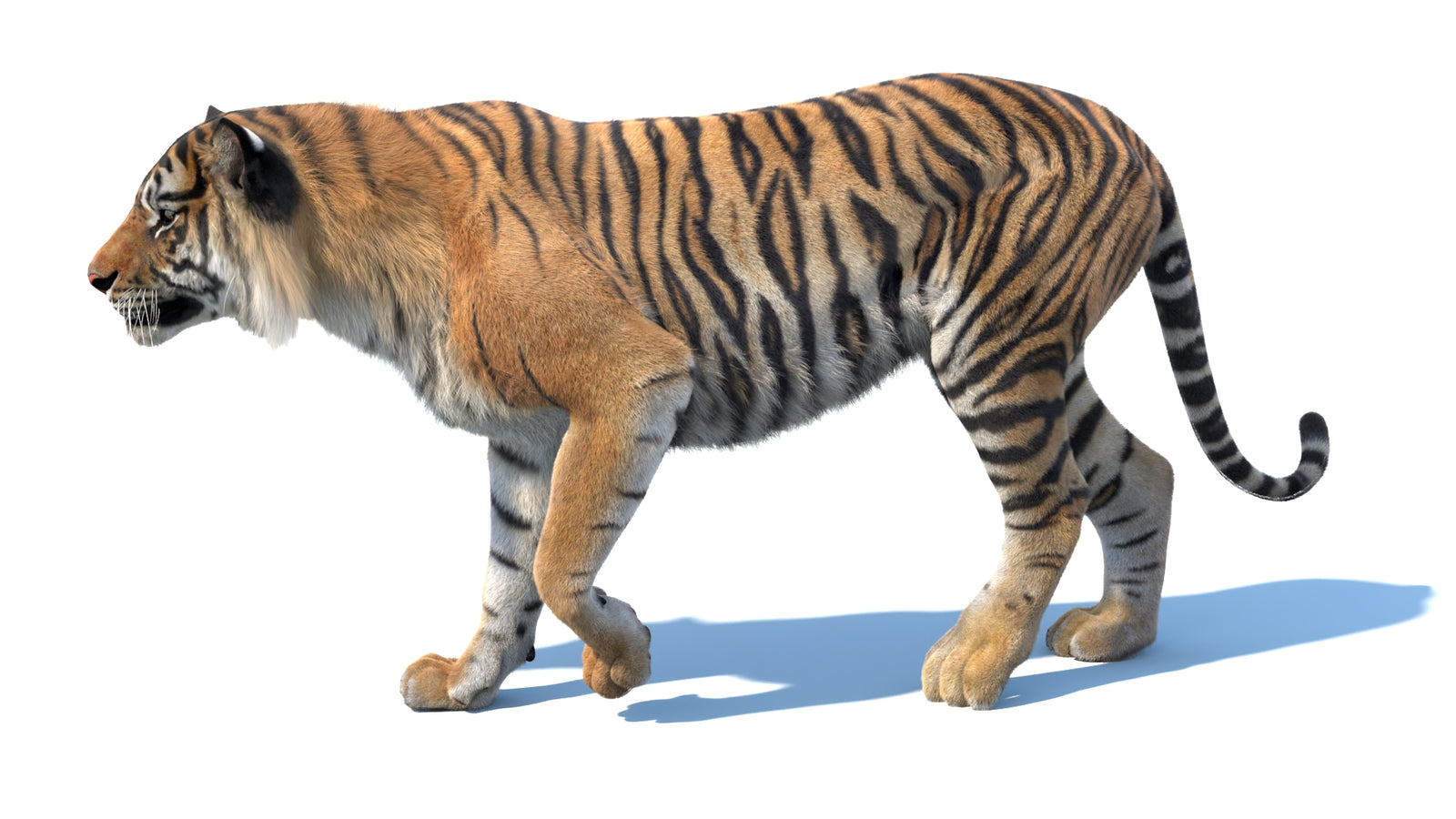 Animated Sumatran Tiger 3D Model Fur 360° view 3 frame 10