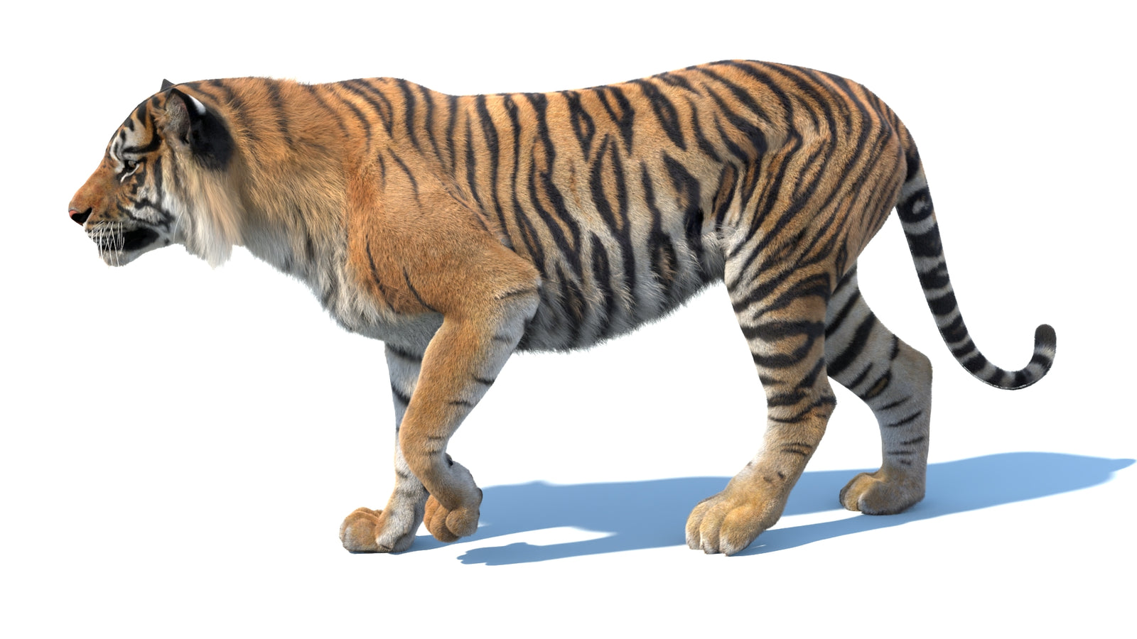 Animated Sumatran Tiger 3D Model Fur 360° view 3 frame 11