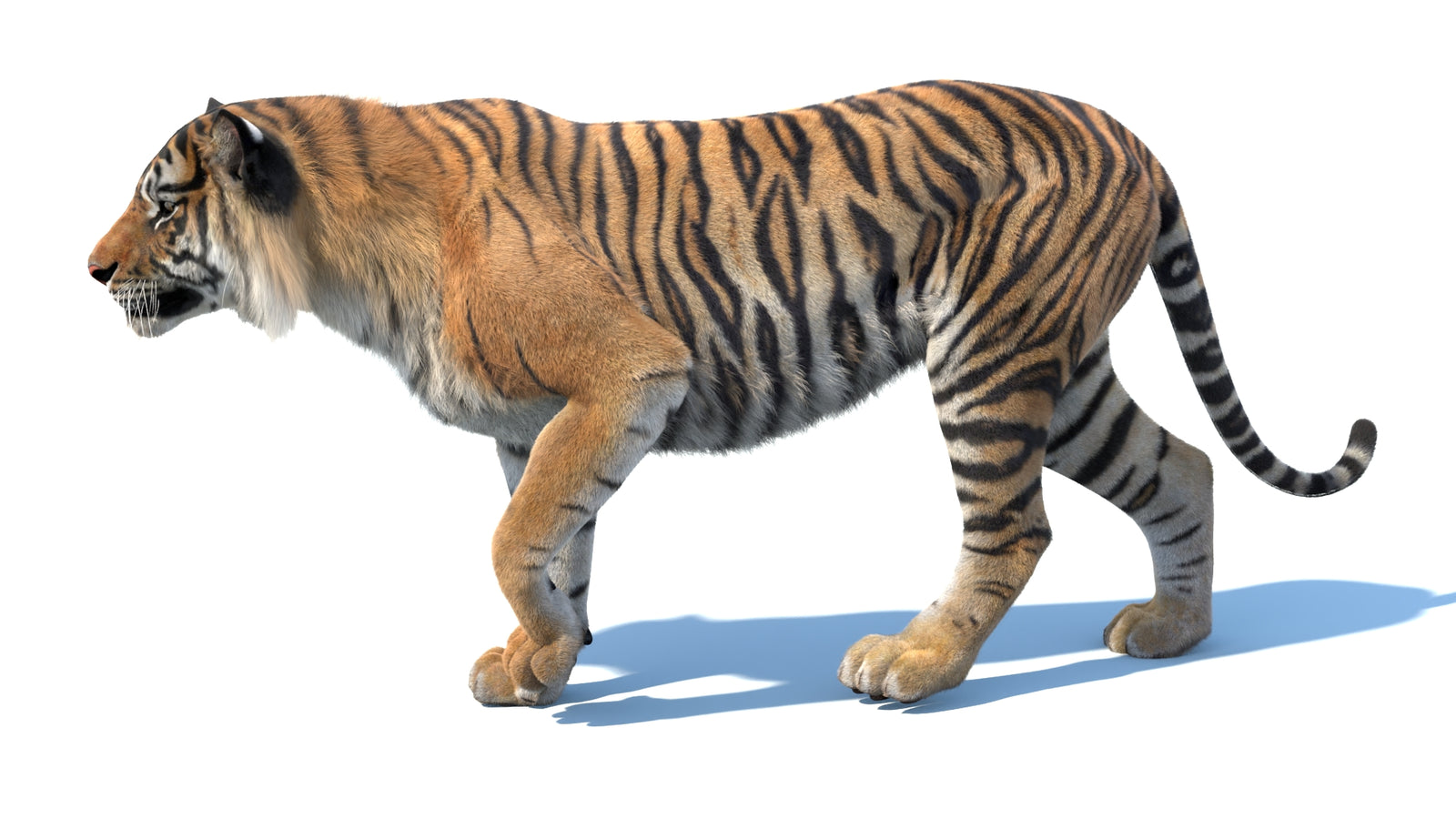 Animated Sumatran Tiger 3D Model Fur 360° view 3 frame 12