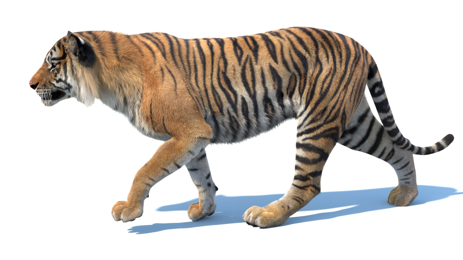 Animated Sumatran Tiger 3D Model Fur 360° view 3 frame 16
