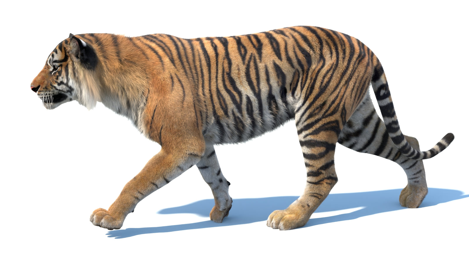 Animated Sumatran Tiger 3D Model Fur 360° view 3 frame 18