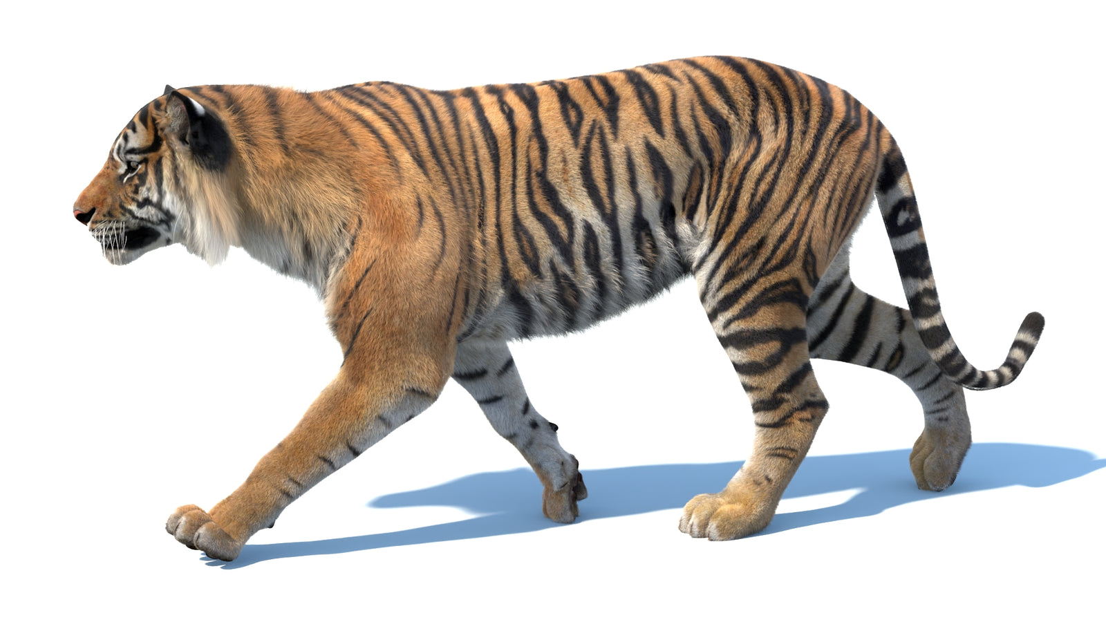Animated Sumatran Tiger 3D Model Fur 360° view 3 frame 20